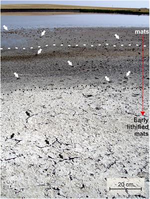 Microbial Mg-rich Carbonates in an Extreme Alkaline Lake (Las Eras, Central Spain)